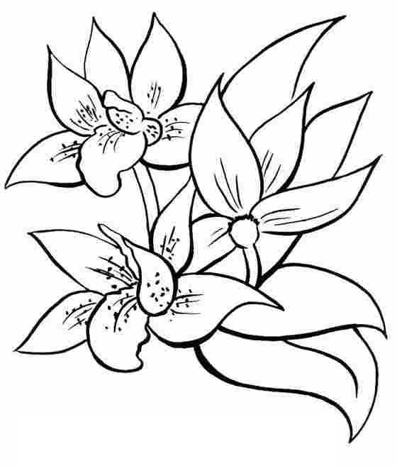 Coloriage fille avec une fleur - Coloriages Gratuits à Imprimer - Dessin  7174