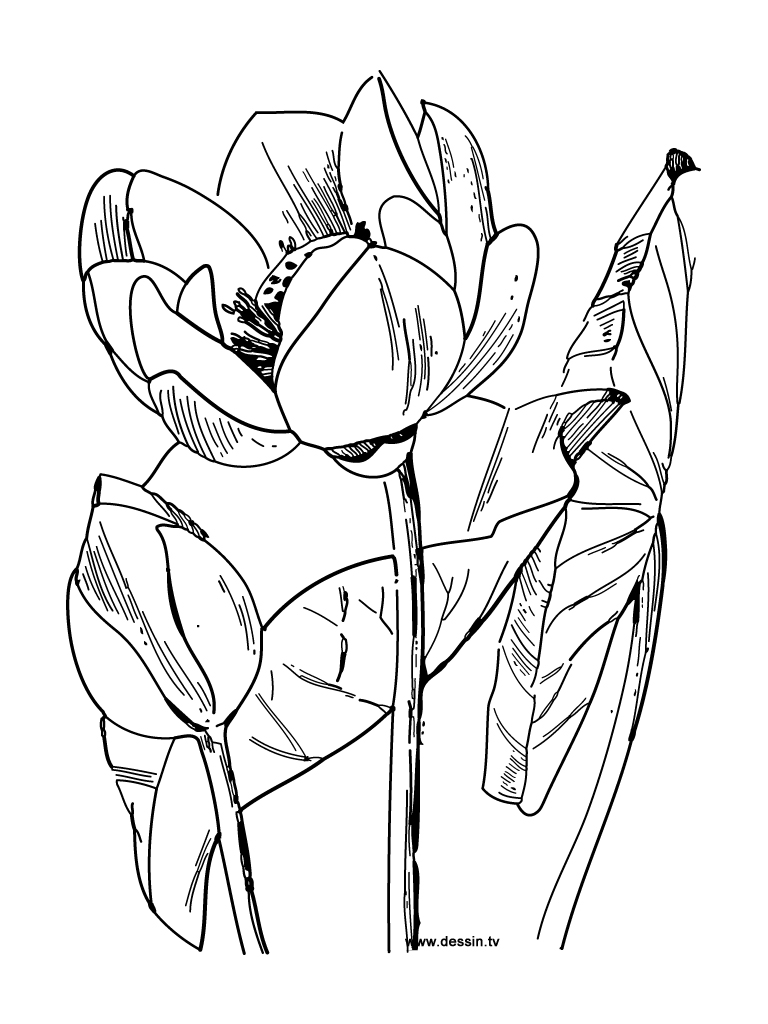 Coloriage Difficile Mandala Fleur pour Adulte dessin gratuit à