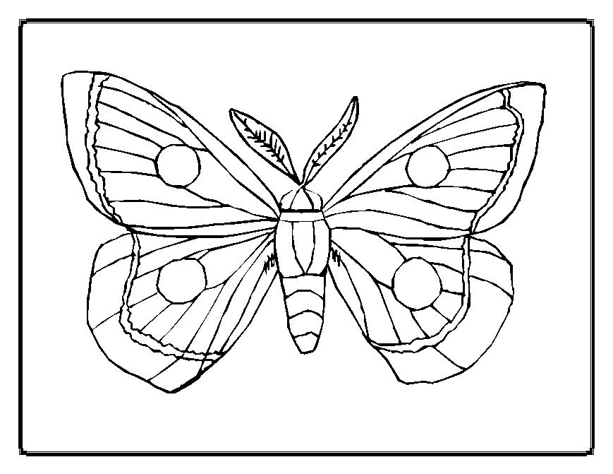 Coloriage papillon : 75 dessins à imprimer